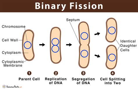 Binary Fission