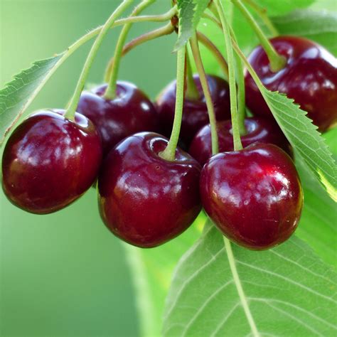 Bing Cherries: