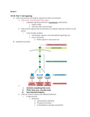 Bio Ch 18 Study Guide Answers Bing Free Downloads Doc