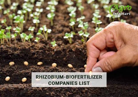 Bio Fertilizer Manufacturers: 6 Essential Tips for Success