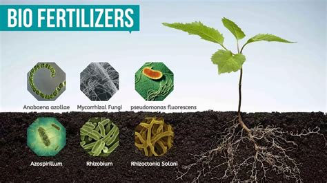 Bio Fertilizer Manufacturers: Driving Sustainable Agriculture in 2023