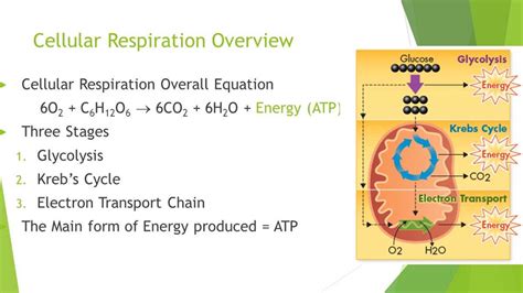 Bio-102A Session 2 Discussion: Uncovering the Secrets of Cellular Respiration