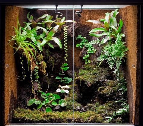 Bioactive terrarium beneficial bacteria