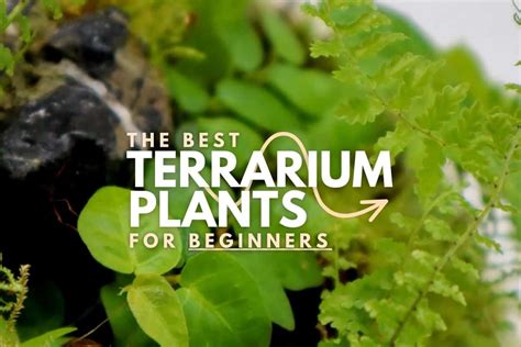 Bioactive terrarium plants for beginners