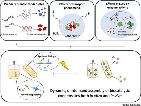 Biocatalysis and Biomolecular Engineering Epub