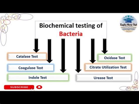 Biochemical Tests For Bacterial Identification Pdf Doc