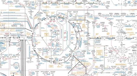 Biochemistry Pathways Chart