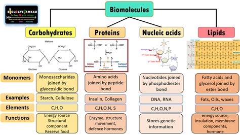 Biochemistry of Biomolecules Doc