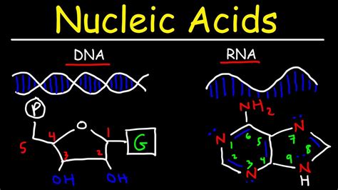 Biochemistry of the Nucleic Acids Reader