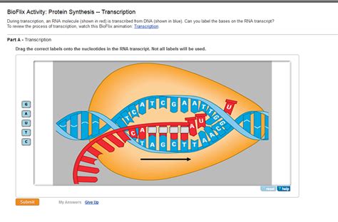 Bioflix Protein Synthesis Answers PDF