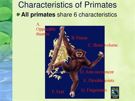 Biological Characteristics of Primates