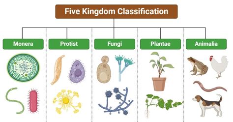 Biological Classification Five Kingdom System Answers Doc