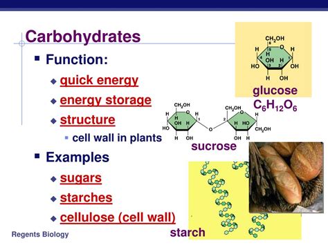 Biological Functions of Carbohydrates Reader