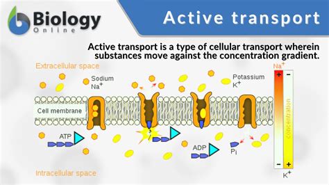Biological Membranes Theory of Transport Epub