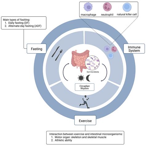 Biological Rhythms and Exercise Doc