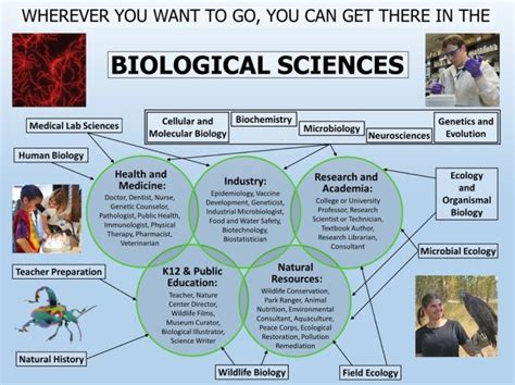 Biological Sciences Career Paths: Embark on a Journey of Discovery and Impact