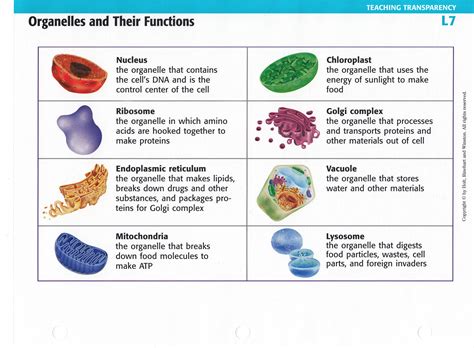 Biology 1f8765 Answers Function Of The Organelle Doc