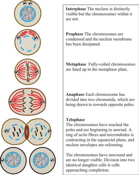 Biology 1f8765 mitosis of an animal cell Ebook Doc