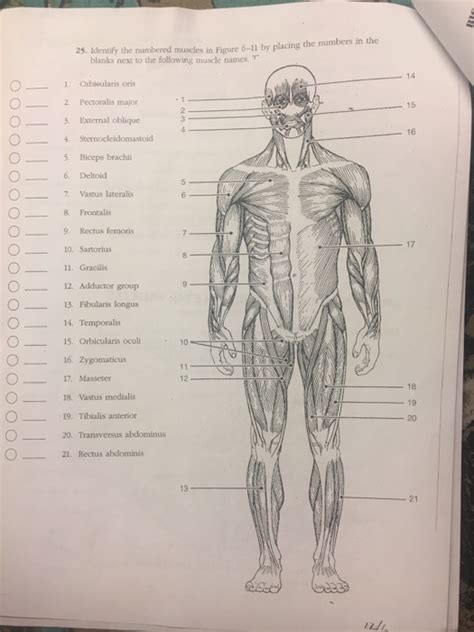 Biology Binder Muscular System Answers Reader