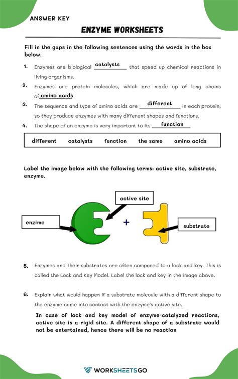 Biology Biochemistry Understanding Enzymes Answer Key Kindle Editon