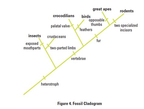 Biology Blast Lab Answer Fossil Cladogram Kindle Editon