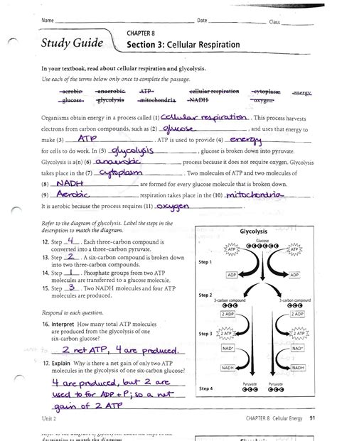 Biology Cellular Respiration Study Guide Answers Doc