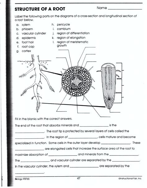 Biology If8765 Answer Key Pg 74 PDF PDF