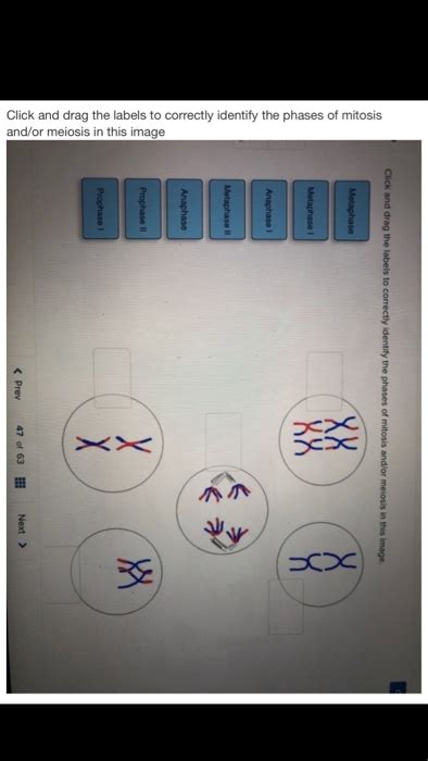 Biology Independent Study Lab Manual Answers Meiosis Kindle Editon