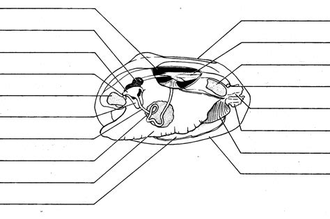 Biology Junction Clam Dissection Answer Key Epub