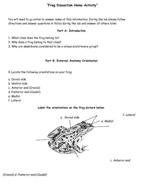 Biology Junction Frog Dissection Worksheet Answers PDF