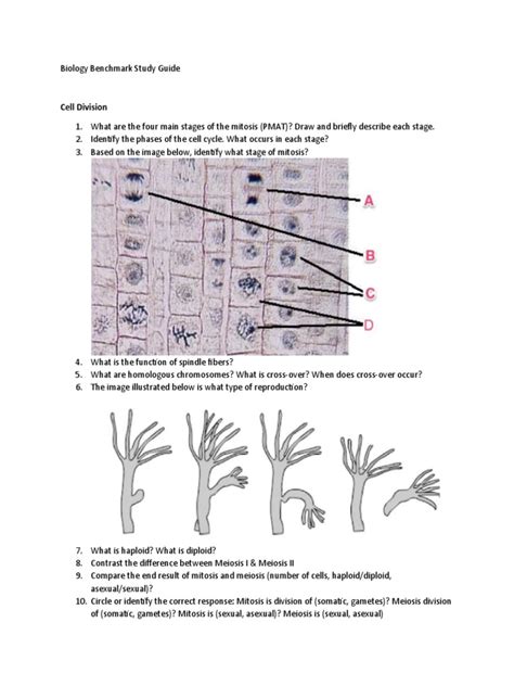 Biology Midterm Study Guide Answer Key 2013 PDF