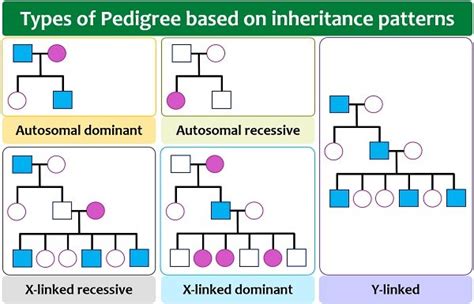 Biology Pedigree Chart
