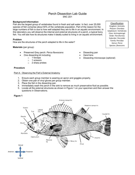 Biology Perch Dissection Lab Answers Reader