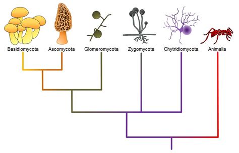 Biology The Kingdom Fungi Answer Key Doc