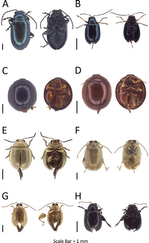 Biology of Chrysomelidae Doc