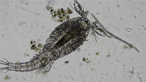 Biology of Copepods Doc