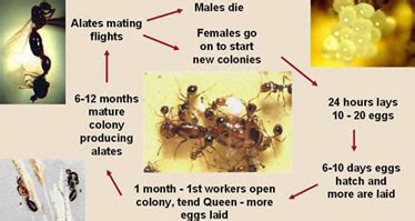 Biology of Fire Ants