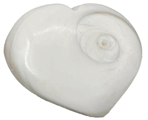 Biology of Shiva Shell