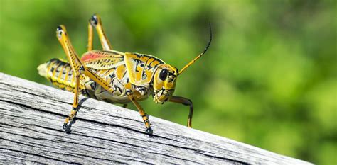 Biology of the Noisy Cricket