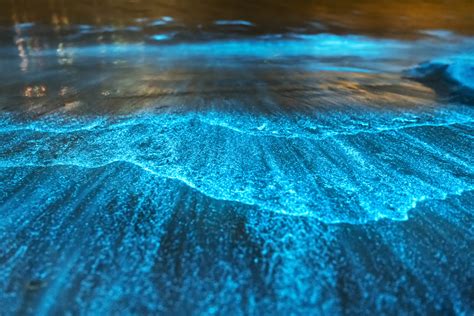 Bioluminescent Rocks: A Natural Light Show