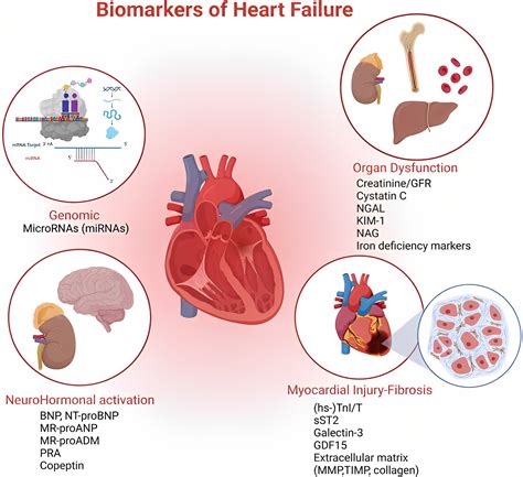 Biomarkers in Heart Disease Kindle Editon