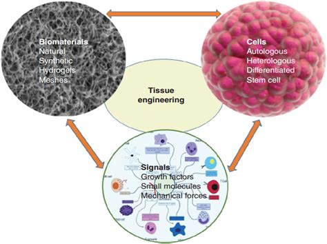 Biomaterials and Tissue Engineering