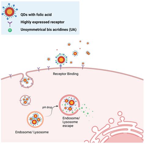 Biomedical Applications: A Promise for Medical Breakthroughs