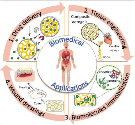 Biomedical field: