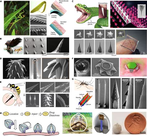 Biomimetic Design: