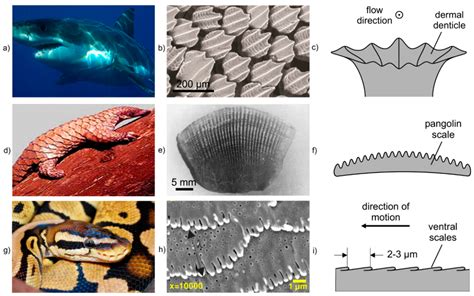 Biomimetic Materials: