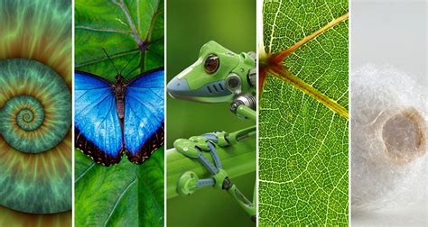 Biomimicry: