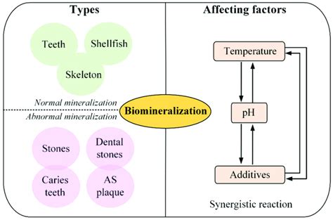 Biomineralization in Lower Plants and Animals Kindle Editon