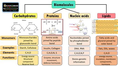 Biomolecule Synthesis: