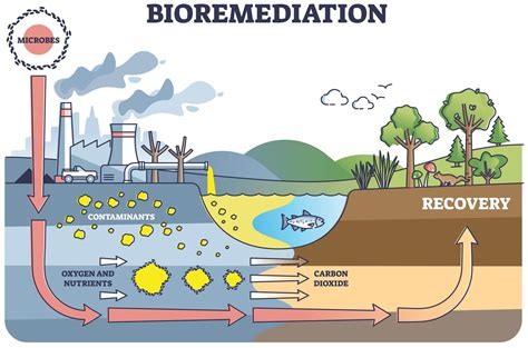 Bioremediation: